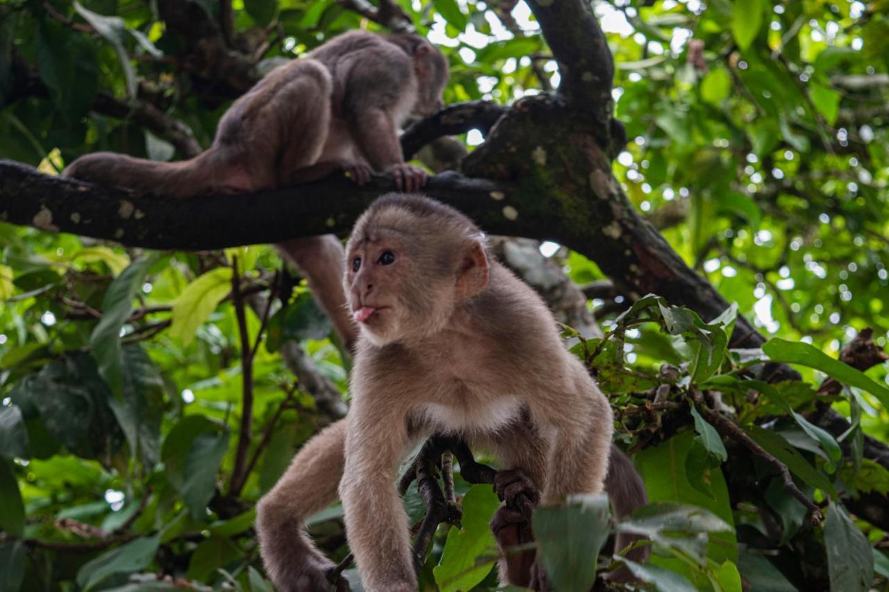 Suchipakari Amazon Eco -Lodge & Jungle Reserve Misahualli Luaran gambar