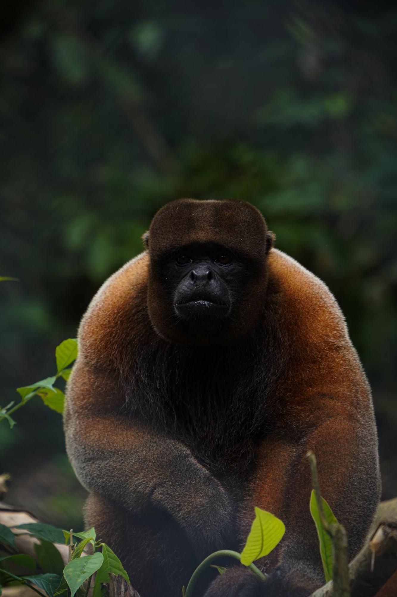 Suchipakari Amazon Eco -Lodge & Jungle Reserve Misahualli Luaran gambar