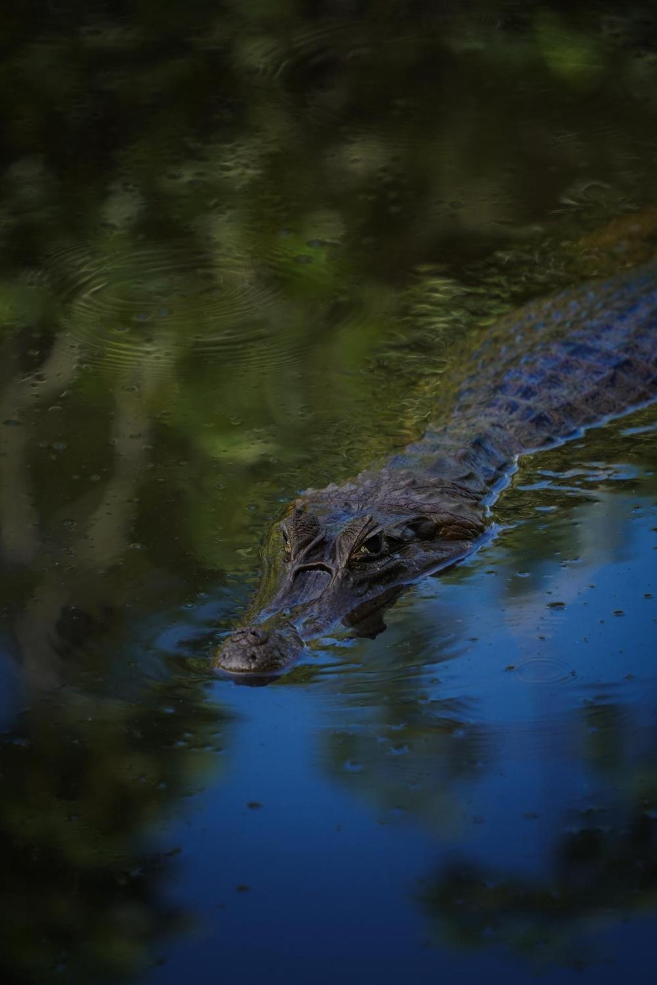 Suchipakari Amazon Eco -Lodge & Jungle Reserve Misahualli Luaran gambar