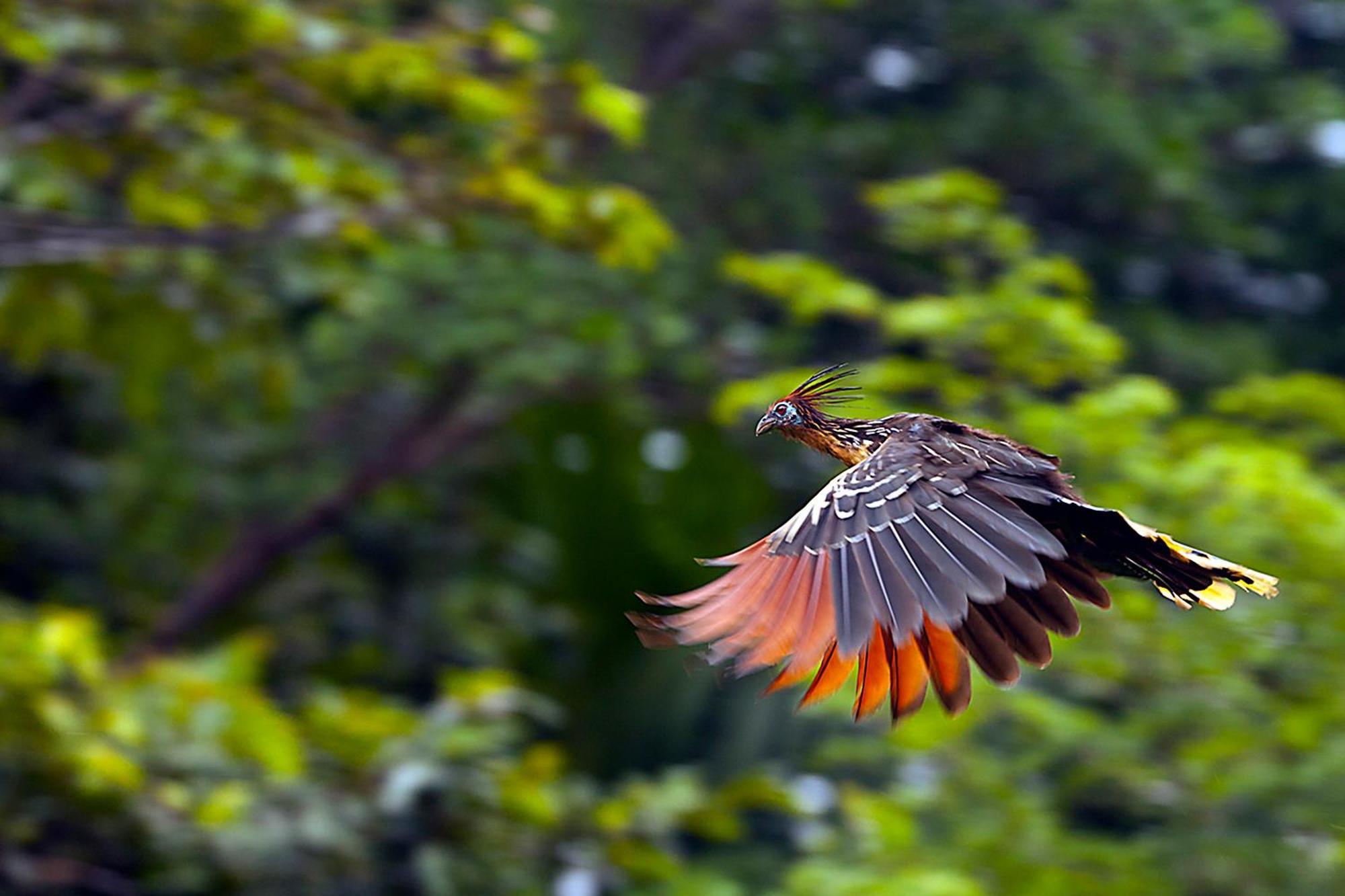 Suchipakari Amazon Eco -Lodge & Jungle Reserve Misahualli Luaran gambar