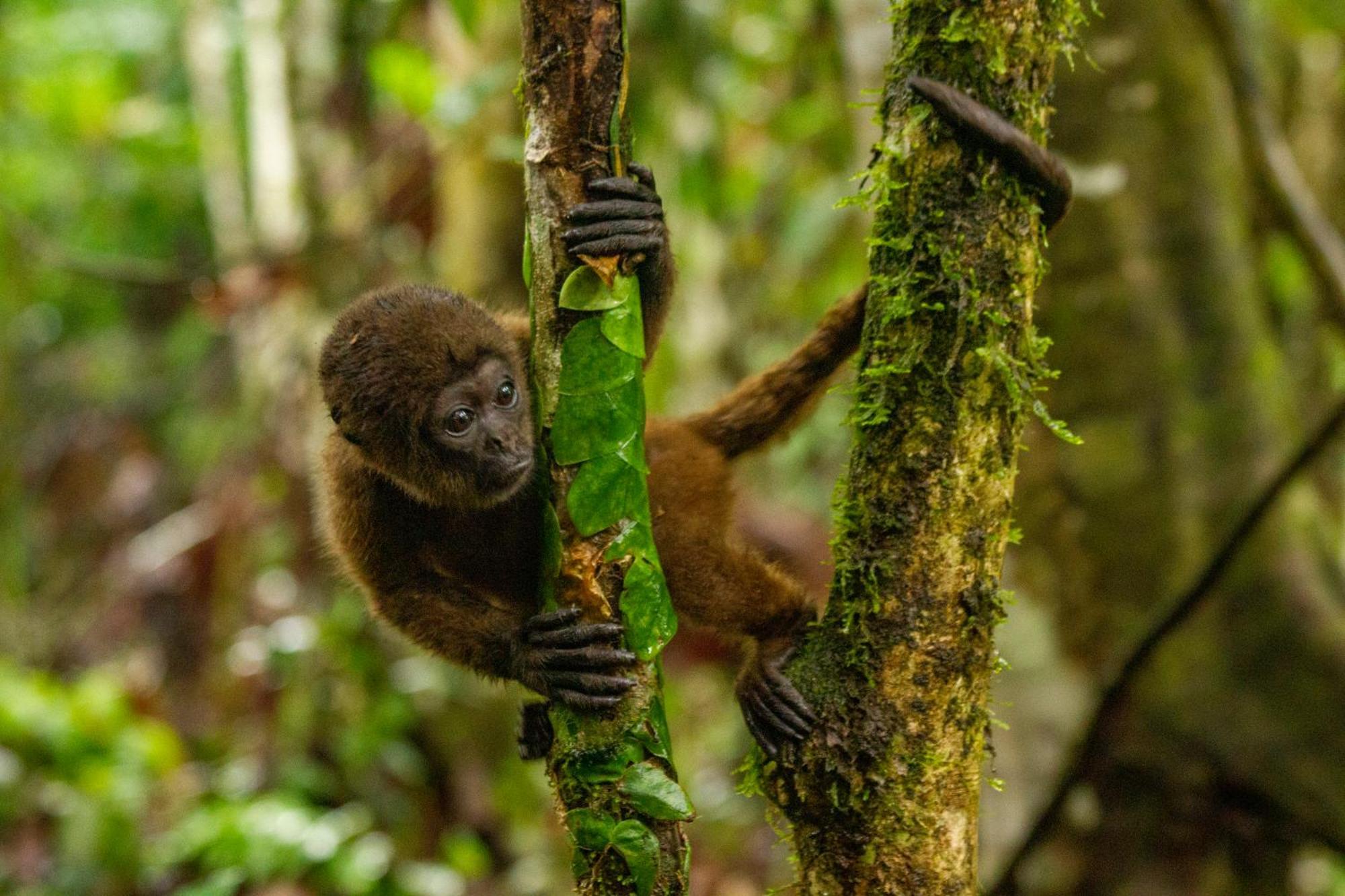 Suchipakari Amazon Eco -Lodge & Jungle Reserve Misahualli Luaran gambar