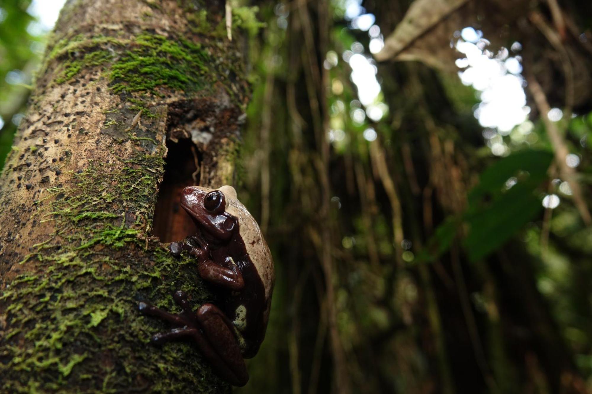 Suchipakari Amazon Eco -Lodge & Jungle Reserve Misahualli Luaran gambar